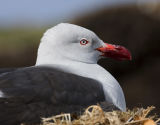 Dolphin Gull